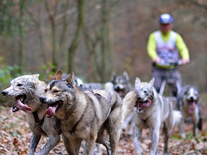 Royal Canine Sprint a Mid 2014 - Stochov